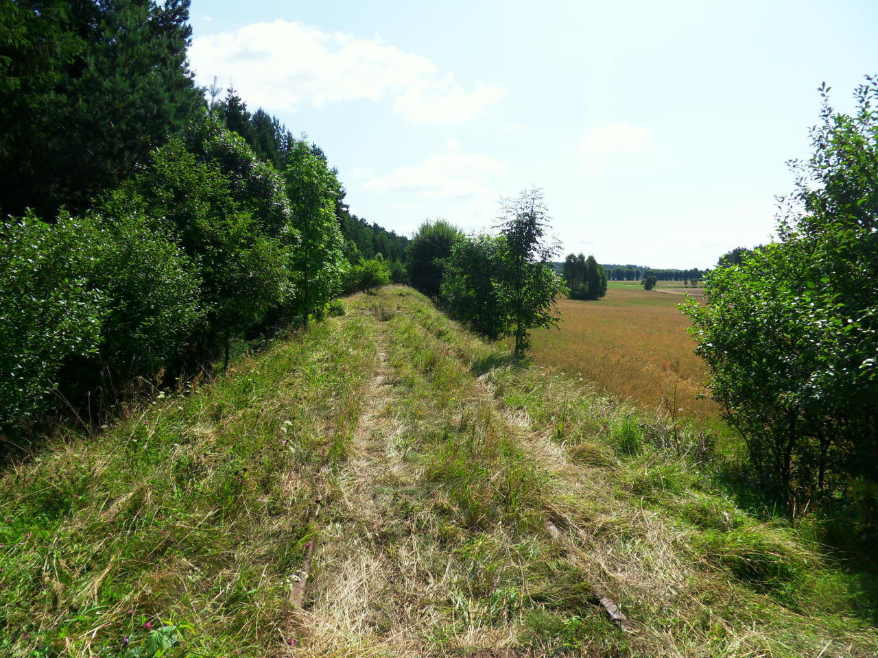 fot. Adam Matuszek 
Linia kolejowa nr 229 Pruszcz Gdański - Łeba, okolice Rozłazina, widok w kierunku Rozłazina. Obraz
