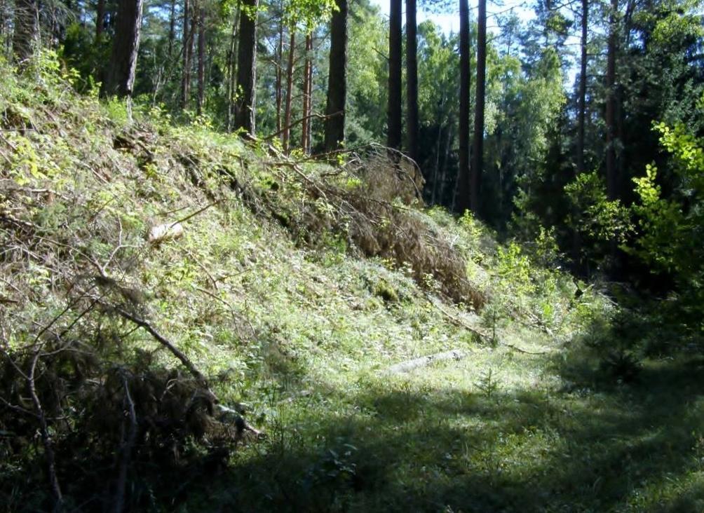fot. adamo774 
Fragment szlaku kolejki wąskotorowej pomiędzy ładowniami Kryńska Tryba a Waliły Stacja. Przekop Jaślańska Góra. Obraz