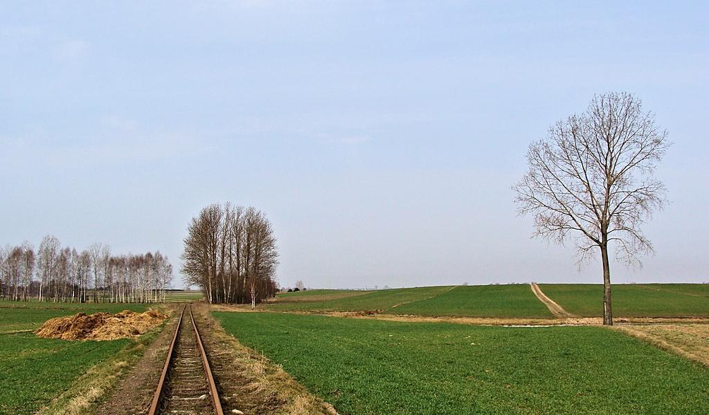 fot. Michał Kłosowski 
Typowy pejzaż linii rogowskiej - pola, samotne drzewa, łąki, gdzieniegdzie sadzawka.
Odcinek pomiędzy Głuchowem, a Białyninem. Obraz