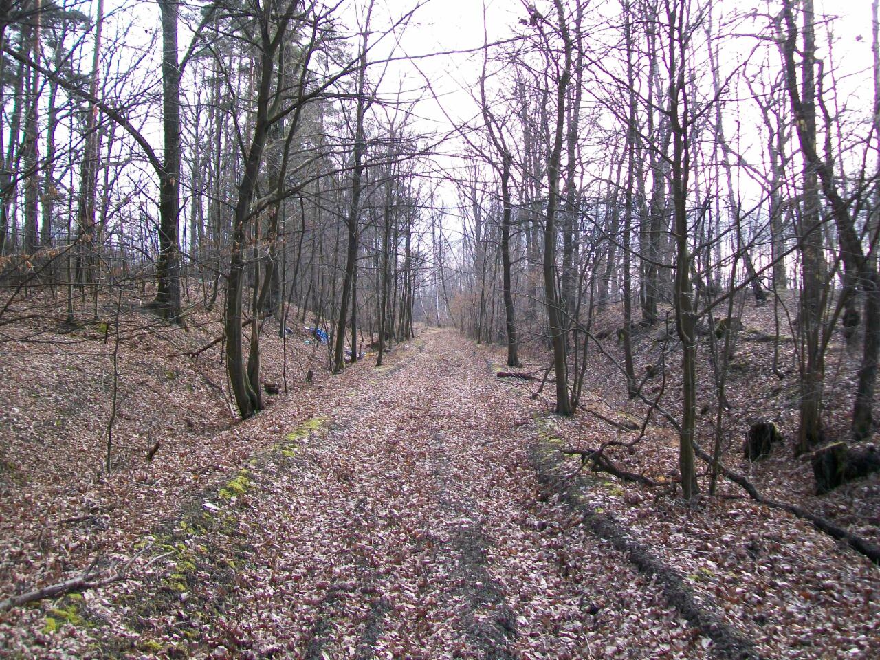 fot. wasiukibic 
Starotorze w lesie pomiędzy Starą Rudną a Wądrożem. Widok w kierunku południowo-wschodnim (km 70,6; Ścinawa). Obraz