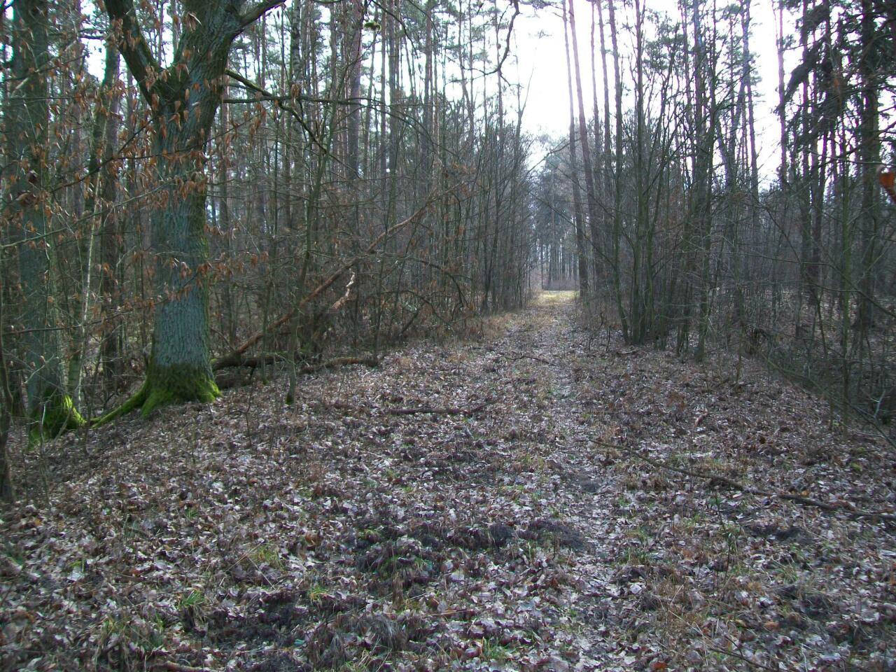 fot. wasiukibic 
Starotorze w lesie pomiędzy Starą Rudną a Wądrożem, koniec delikatnego łuku. Widok w kierunku południowo-wschodnim (km 70,6; Ścinawa). Obraz