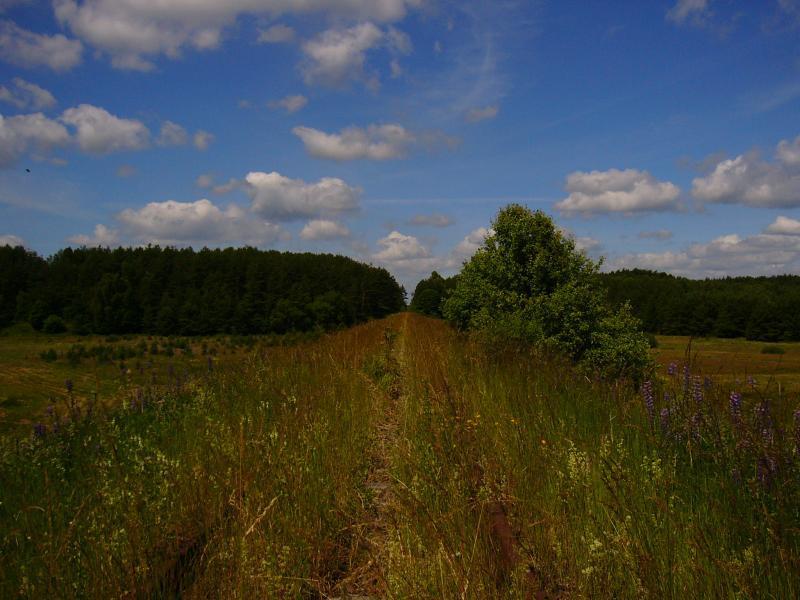 fot. Michał Zalas 
Widok z mostu nad Piławką w kierunku Liszkowa. Obraz